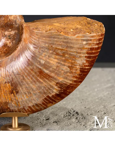 Ammonite Fossile – Lytoceras
