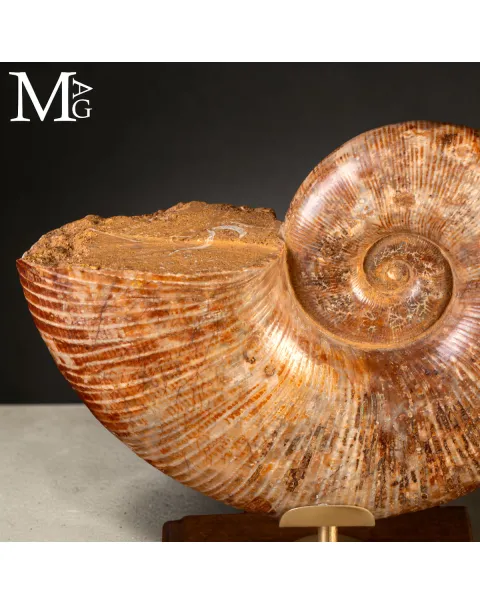 Ammonite Fossile – Lytoceras