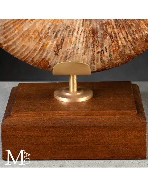 Ammonite Fossile – Lytoceras