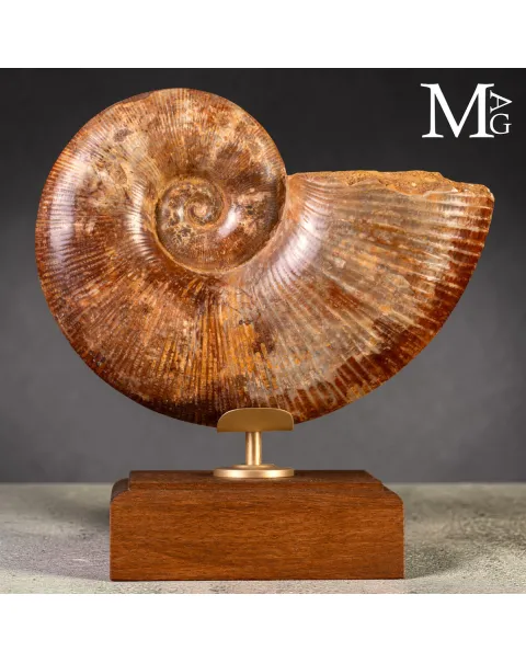 Ammonite Fossile – Lytoceras