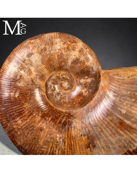 Ammonite Fossile – Lytoceras