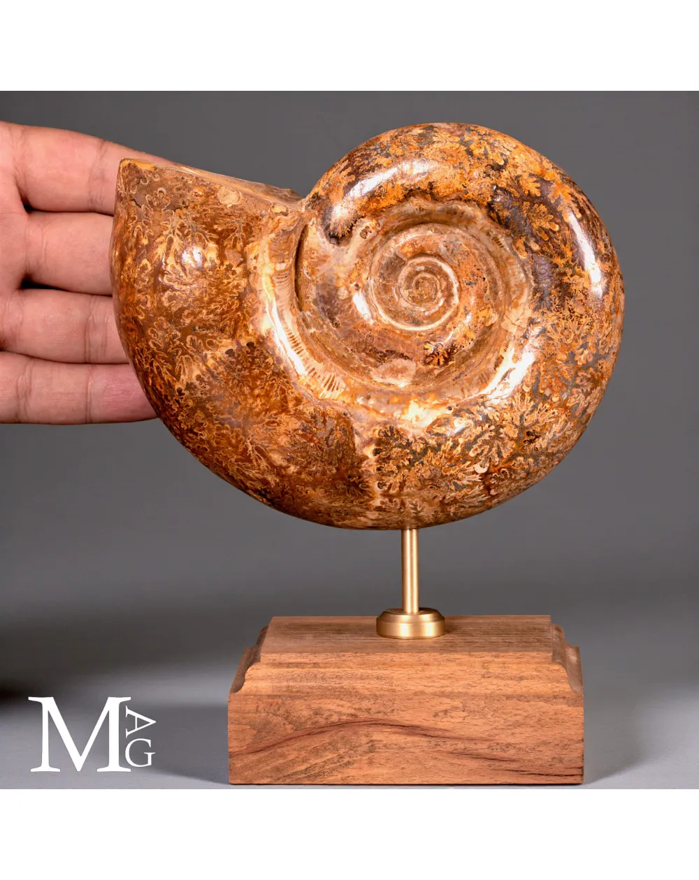 Lytoceras – Ammonite fossile su base in legno.