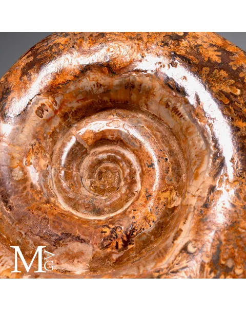Lytoceras – Ammonite fossile su base in legno.