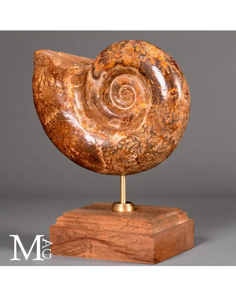 Lytoceras – Ammonite fossile su base in legno.