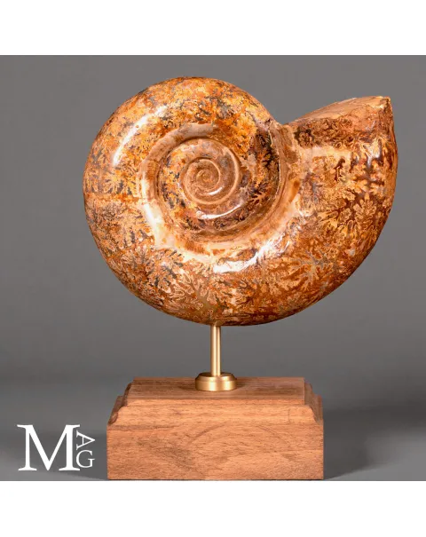 Lytoceras – Ammonite fossile su base in legno.