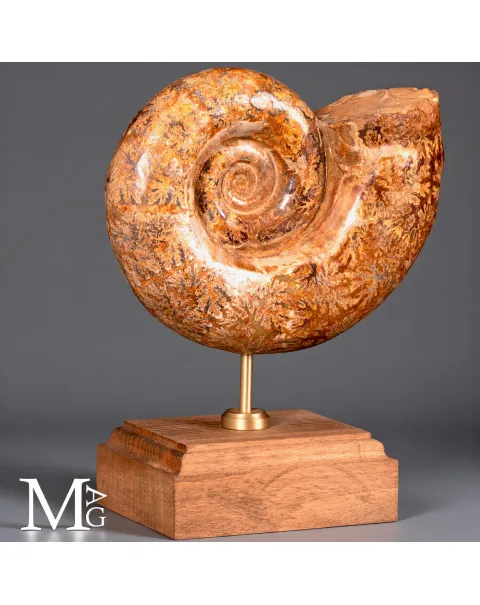 Lytoceras – Ammonite fossile su base in legno.