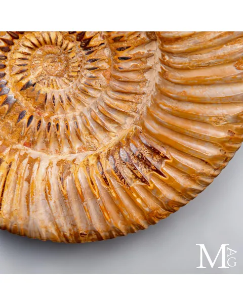 Ammonite Fossile Perisphinctes del Madagascar su Base