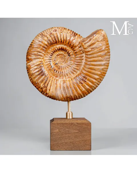 Ammonite Fossile Perisphinctes del Madagascar su Base