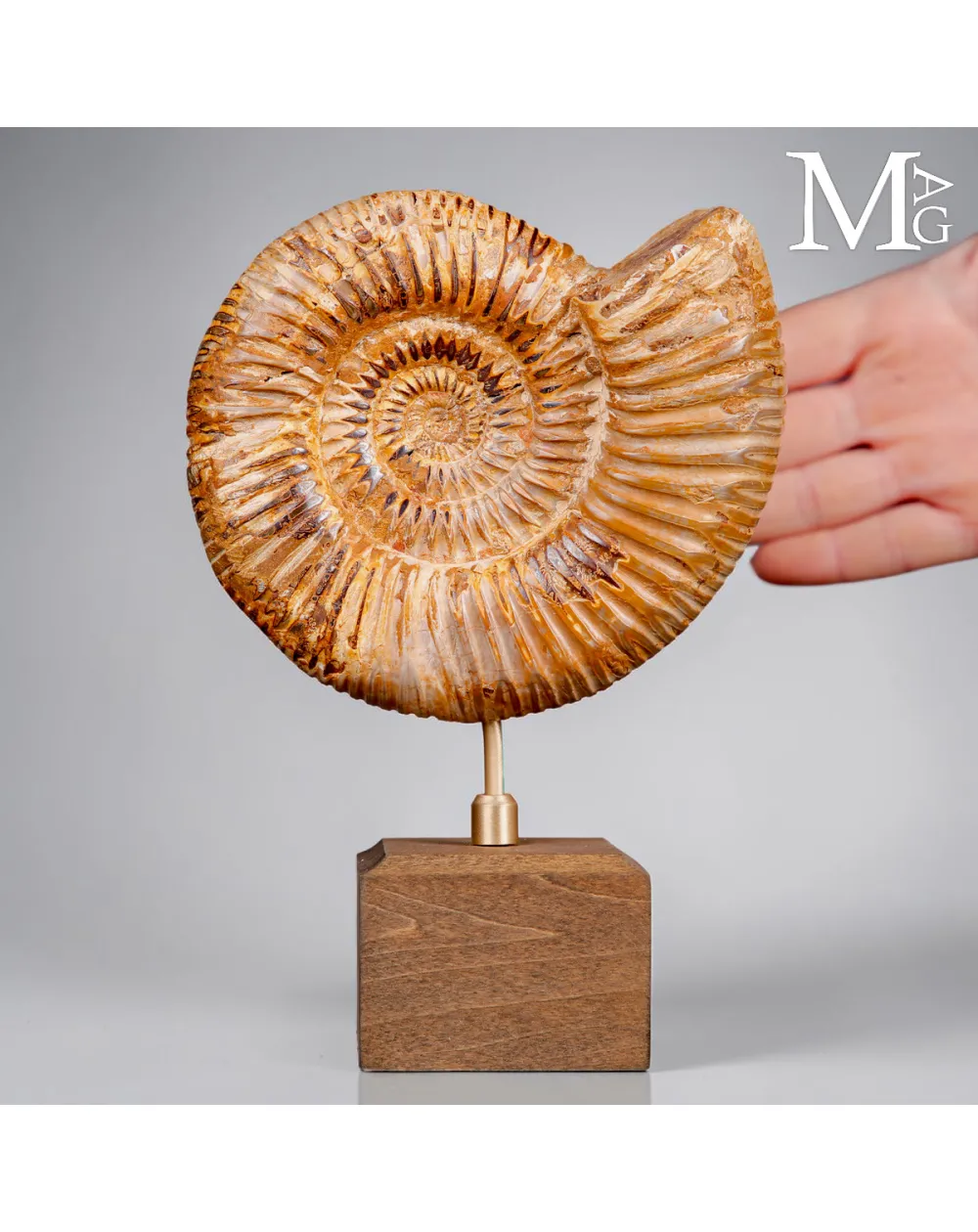 Ammonite Fossile Perisphinctes del Madagascar su Base