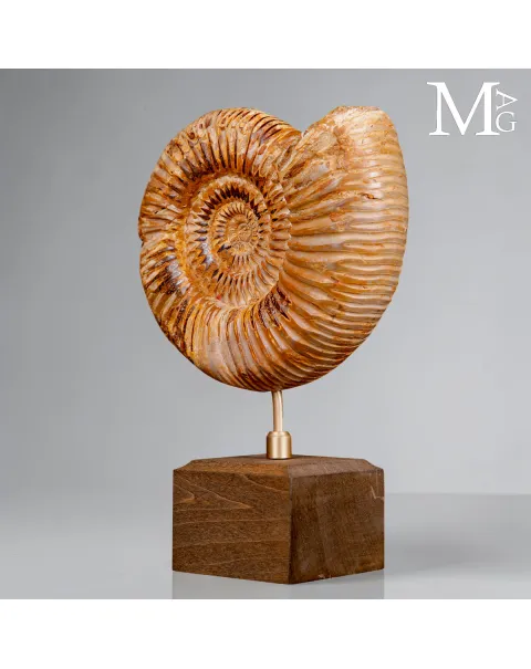 Ammonite Fossile Perisphinctes del Madagascar su Base