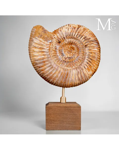 Ammonite Fossile Perisphinctes del Madagascar su Base