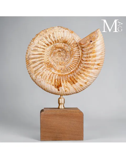 Ammonite Fossile Perisphinctes del Madagascar su Base