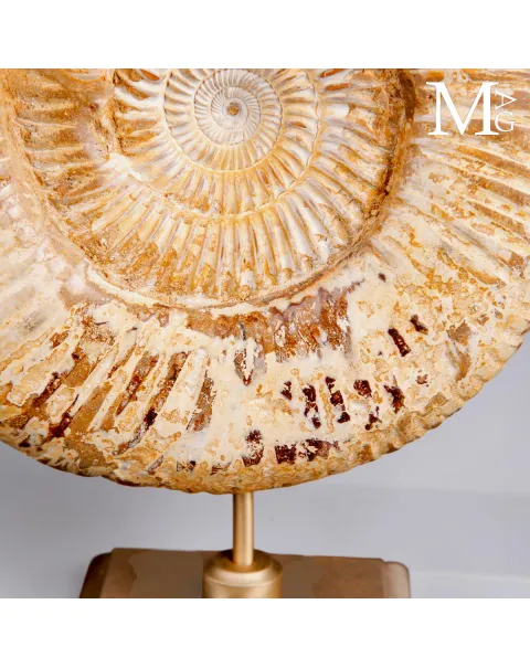Ammonite Fossile Perisphinctes del Madagascar su Base