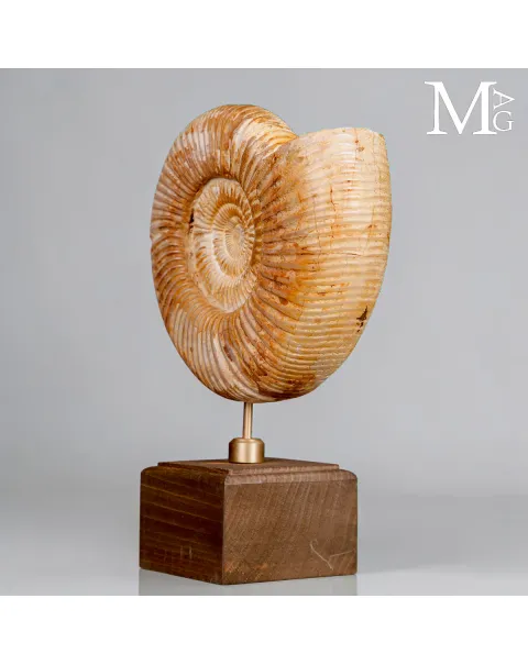 Ammonite Fossile Perisphinctes del Madagascar su Base