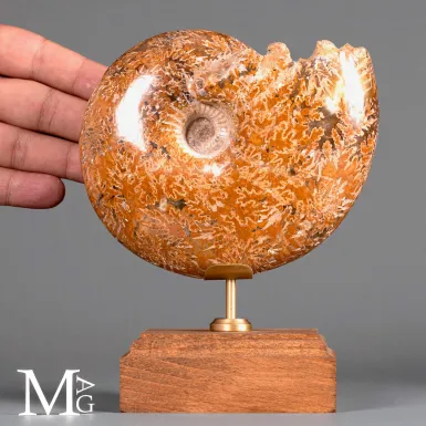 Phylloceras – Ammonite fossile su base in legno