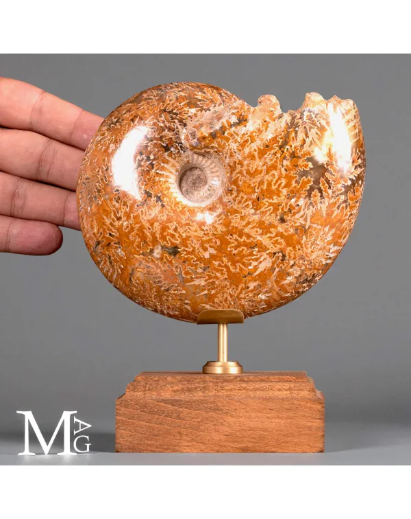 Phylloceras – Ammonite fossile su base in legno