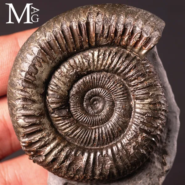 Dactylioceras Commune – Yorkshire