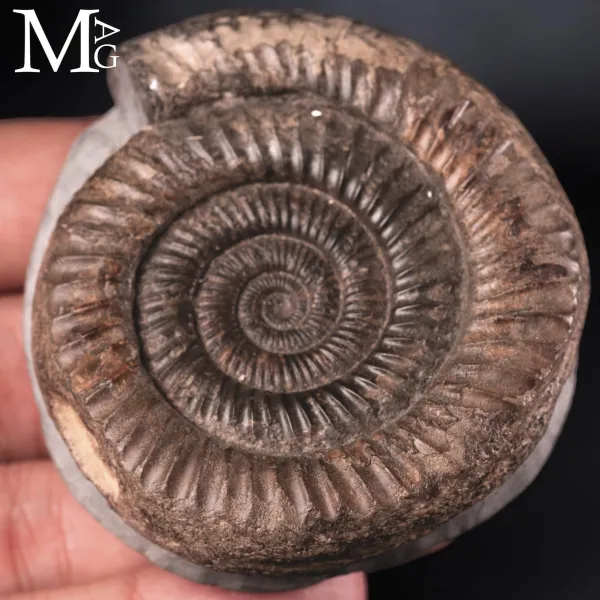 Dactylioceras Commune – La spirale del tempo