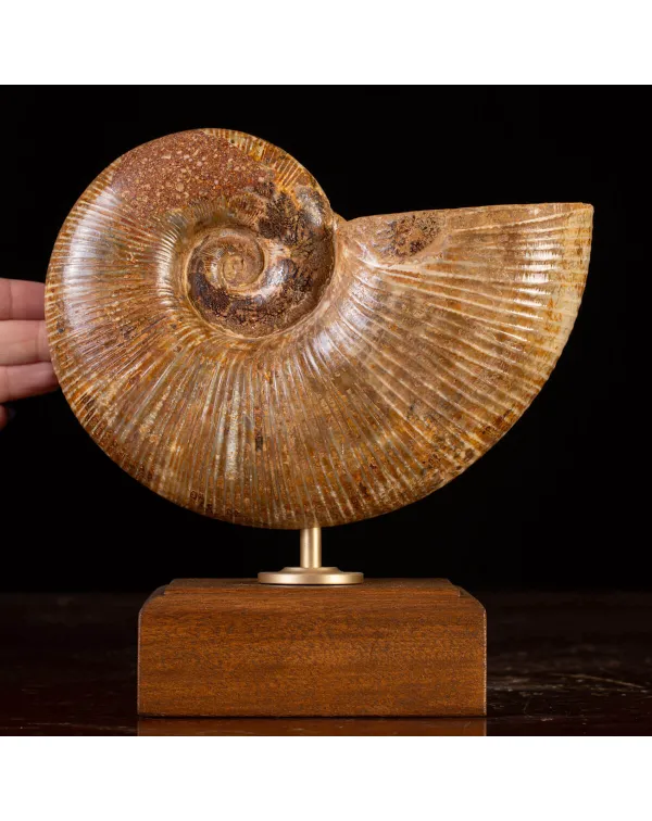 Ammonite Fossile Lobolytoceras da Sakaraha, Madaga...