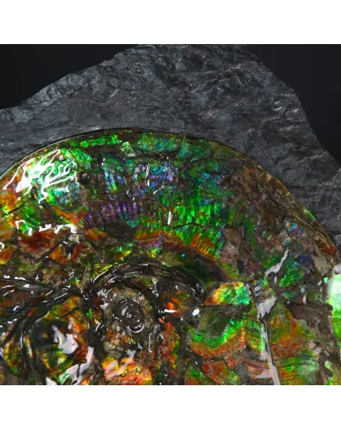Ammonite Placenticeras Costatum