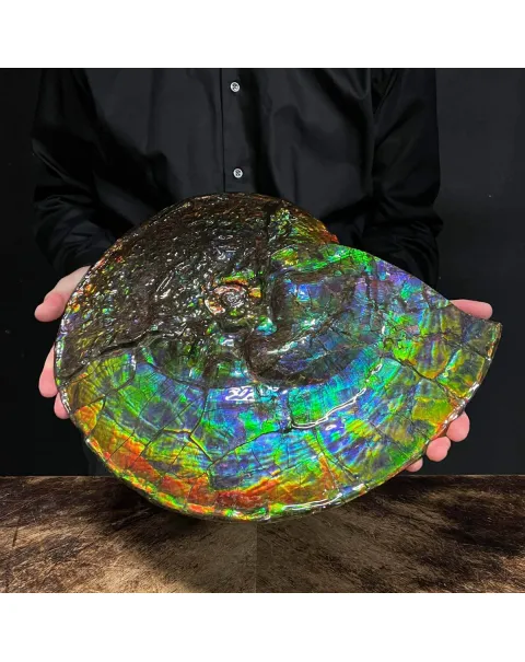 Straordinaria Ammonite Placenticeras Intercalare.