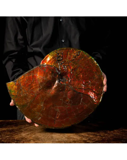 Straordinaria Ammonite Placenticeras Intercalare.