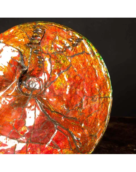 Straordinaria Ammonite Placenticeras Intercalare.