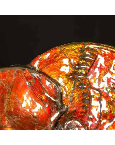Straordinaria Ammonite Placenticeras Intercalare.