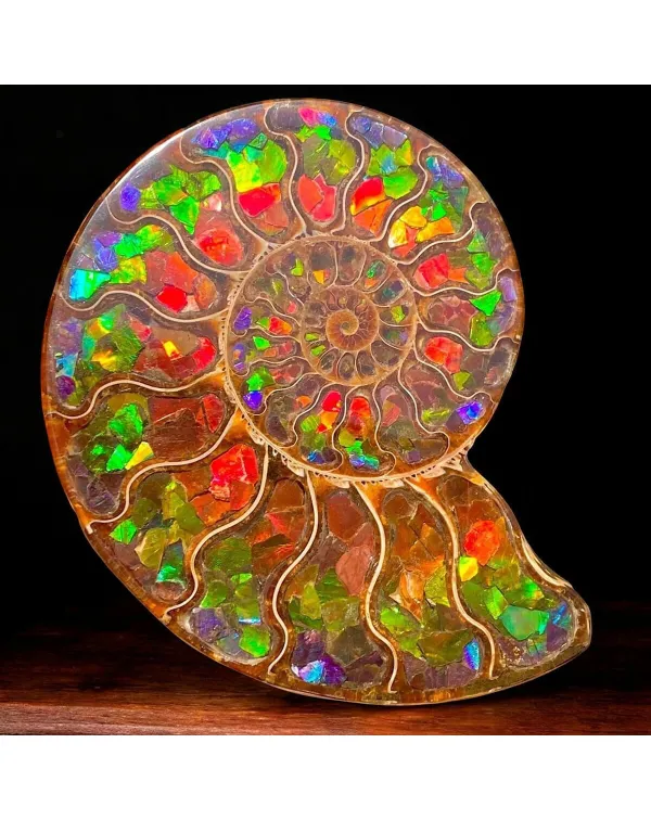 Ammonite Cleoniceras con Ammolite – Un Capolavor...