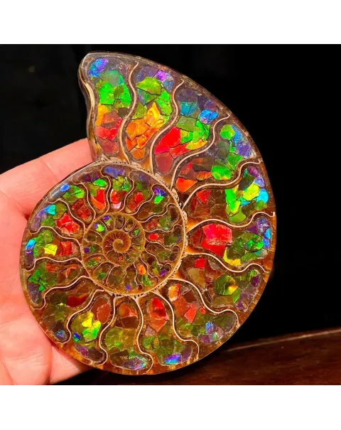 Ammonite Cleoniceras con Ammolite – Un Capolavoro Unico della Natura e dell'Arte.