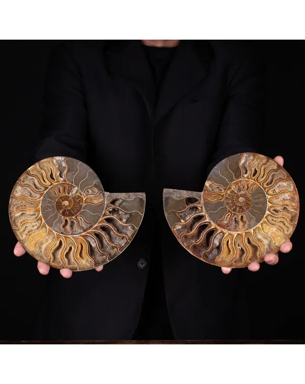 Ammonite Cleoniceras