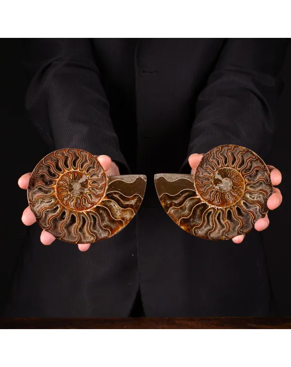 Ammonite Cleoniceras