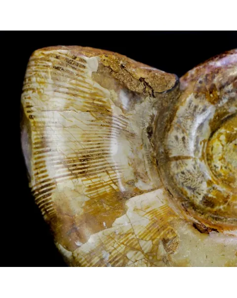Ammonite Cleoniceras Lytoceras