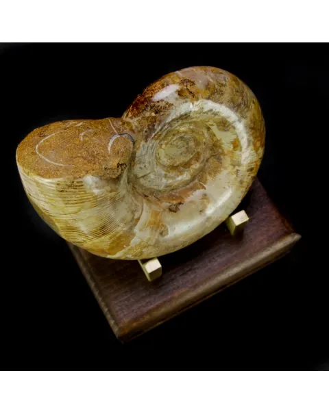 Ammonite Cleoniceras Lytoceras
