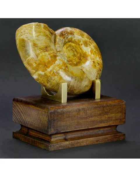 Ammonite Cleoniceras Lytoceras
