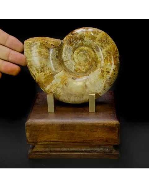 Ammonite Cleoniceras Lytoceras