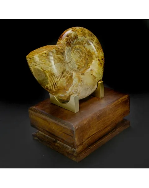 Ammonite Cleoniceras Lytoceras