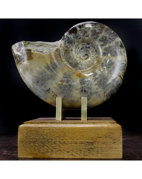Ammonite Lytoceras