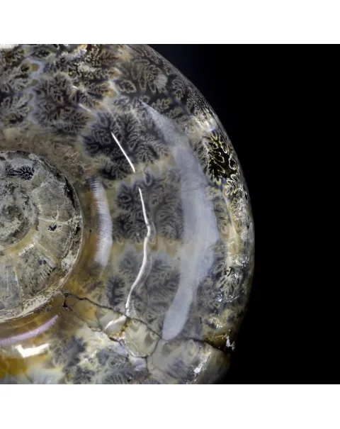 Ammonite Lytoceras