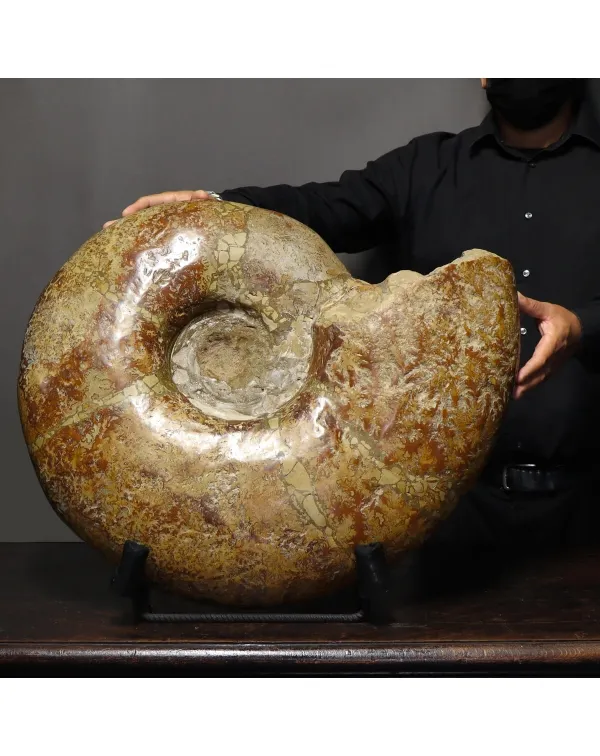 Ammonite Cleoniceras