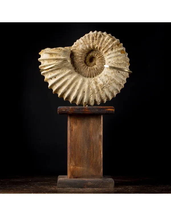 Ammonite Douvilleiceras Gigante