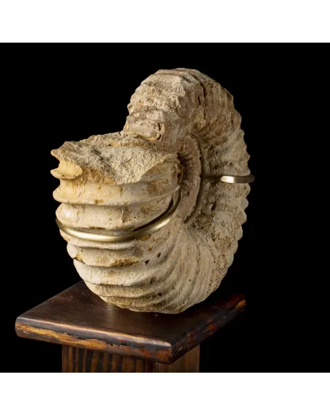 Ammonite Douvilleiceras Gigante