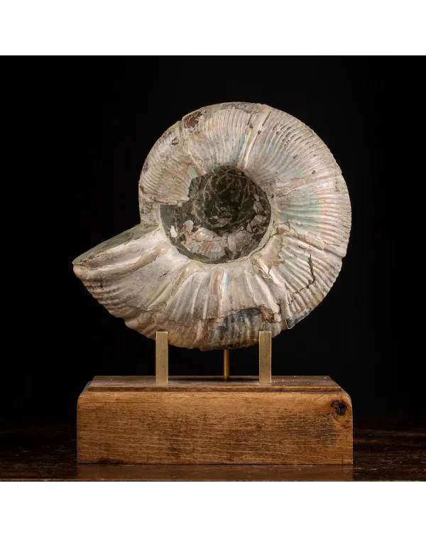 Ammonite Cleoniceras Madreperla