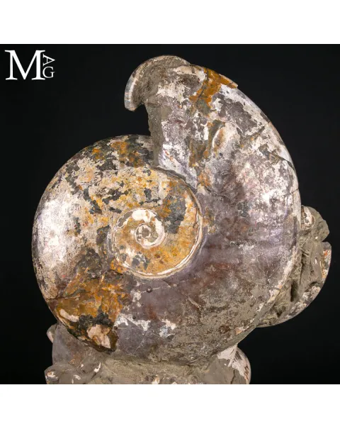 Grande Blocco Fossile con Ammoniti e Nautiloide – Madagascar