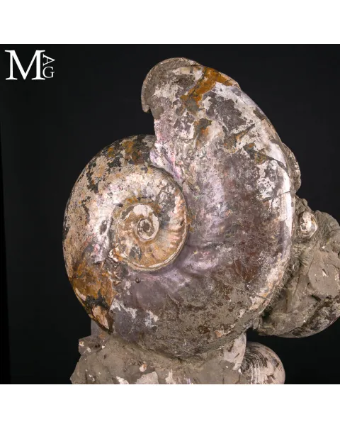 Grande Blocco Fossile con Ammoniti e Nautiloide – Madagascar
