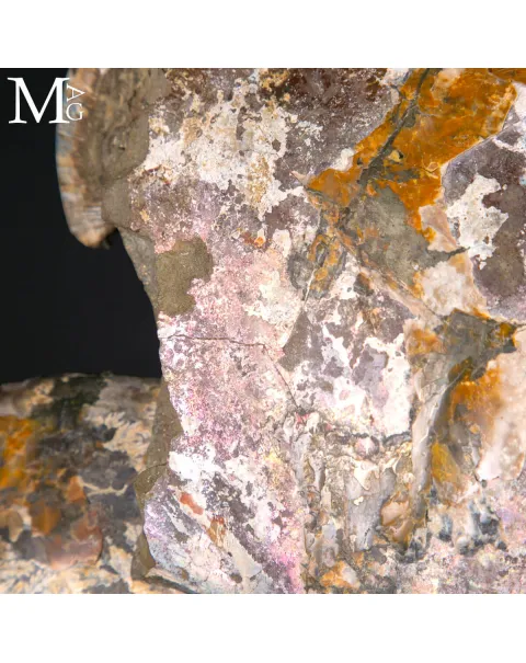 Grande Blocco Fossile con Ammoniti e Nautiloide – Madagascar