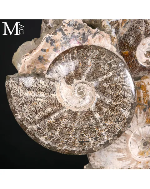 Grande Blocco Fossile con Ammoniti e Nautiloide – Madagascar
