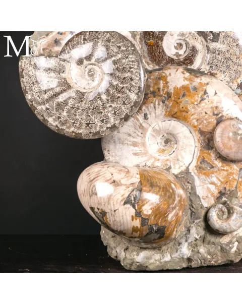Grande Blocco Fossile con Ammoniti e Nautiloide – Madagascar