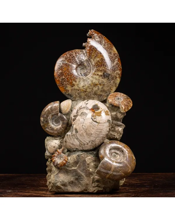 Gruppo di Ammoniti e Nautilus