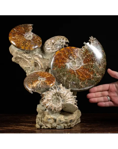 Gruppo di Ammoniti e Nautilus